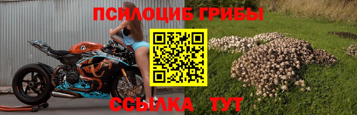 Галлюциногенные грибы GOLDEN TEACHER  Вход с VPN  Москва  продажа наркотиков  Псилоцибиновые грибы мухоморы 