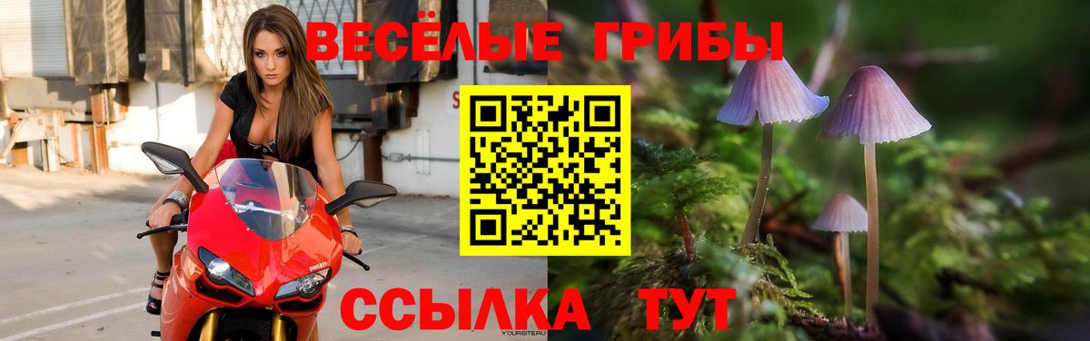 Псилоцибиновые грибы Psilocybine cubensis Москва